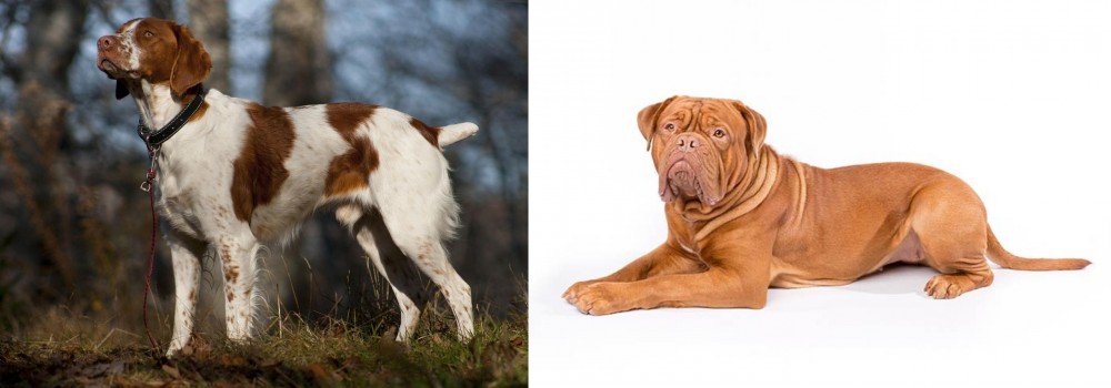 Dogue De Bordeaux vs Brittany - Breed Comparison