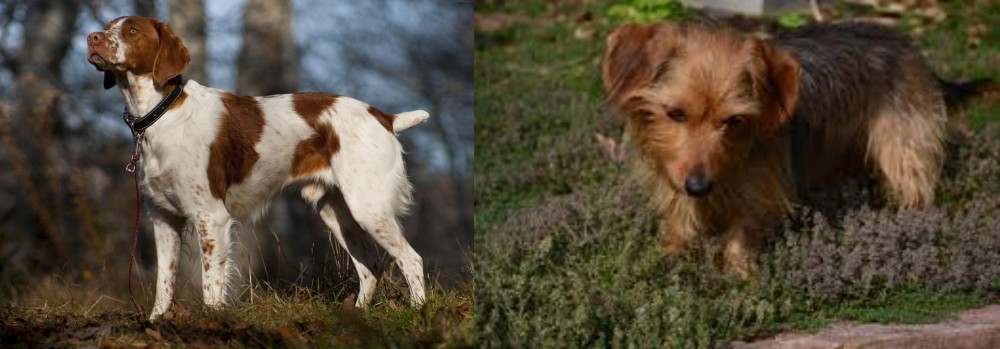 Dorkie vs Brittany - Breed Comparison