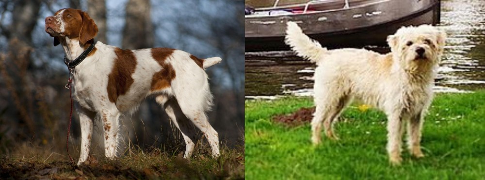 Dutch Smoushond vs Brittany - Breed Comparison