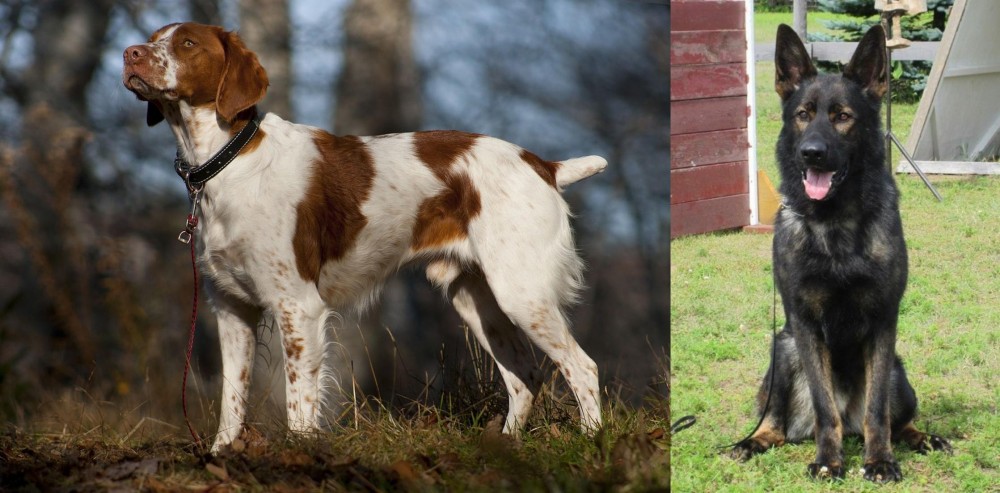 East German Shepherd vs Brittany - Breed Comparison