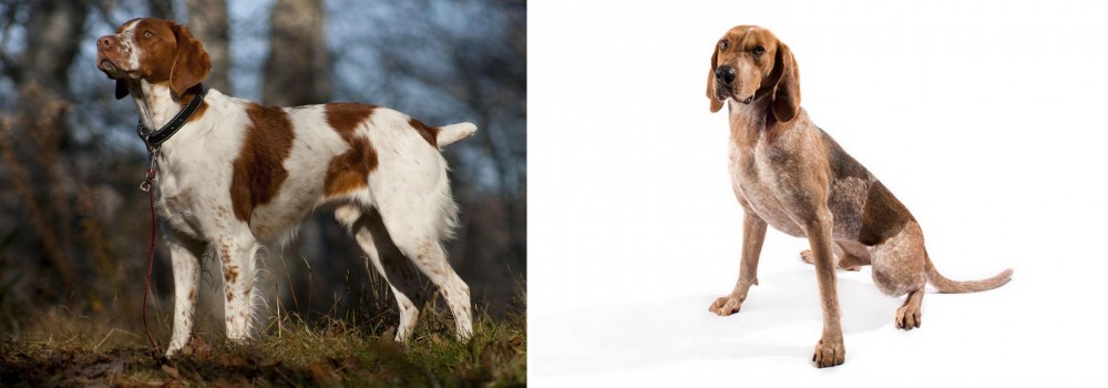 English Coonhound vs Brittany - Breed Comparison