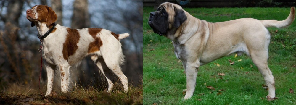 English Mastiff vs Brittany - Breed Comparison