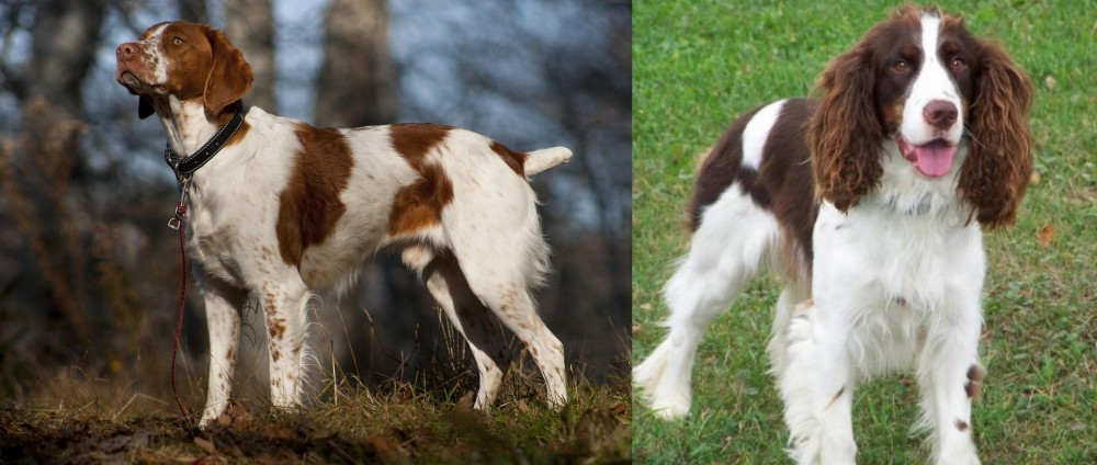 English Springer Spaniel vs Brittany - Breed Comparison