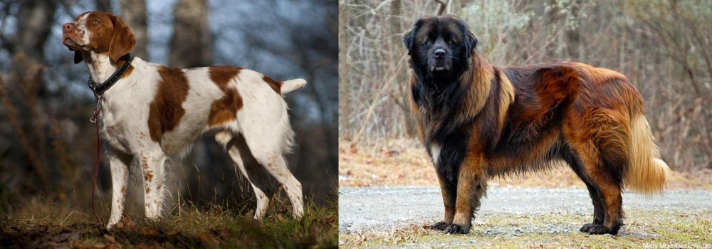 Estrela Mountain Dog vs Brittany - Breed Comparison