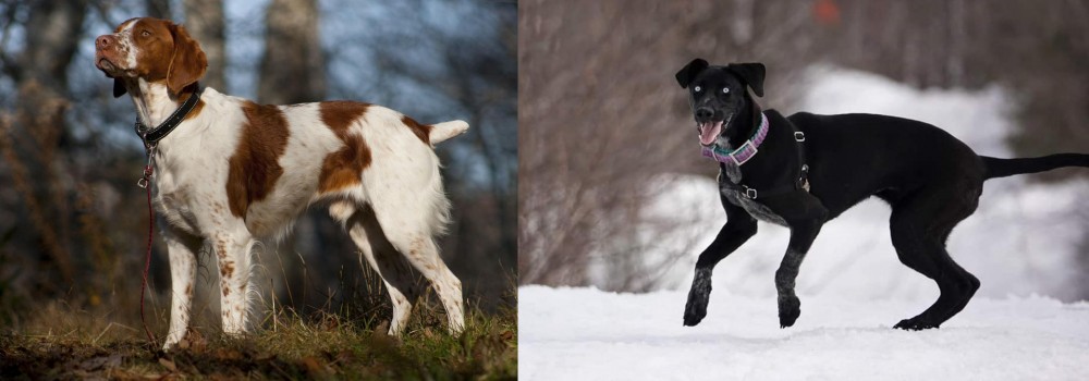 Eurohound vs Brittany - Breed Comparison