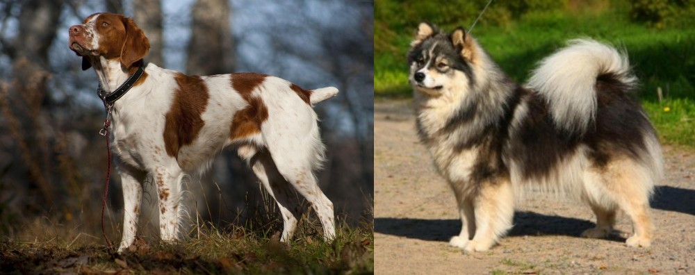 Finnish Lapphund vs Brittany - Breed Comparison