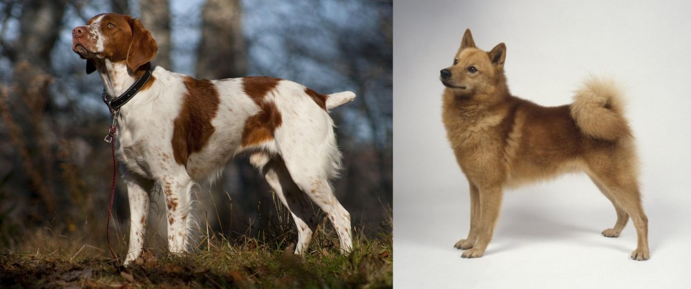 Finnish Spitz vs Brittany - Breed Comparison