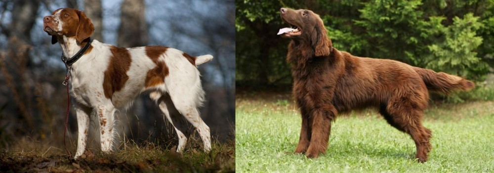 Flat-Coated Retriever vs Brittany - Breed Comparison