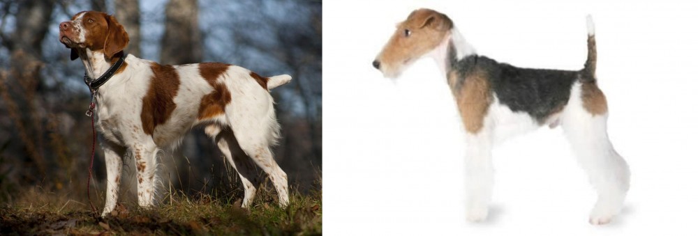 Fox Terrier vs Brittany - Breed Comparison
