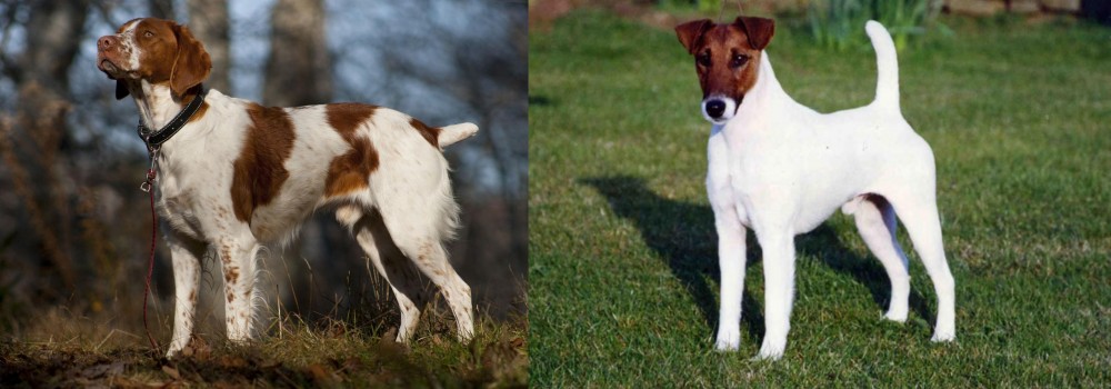 Fox Terrier (Smooth) vs Brittany - Breed Comparison