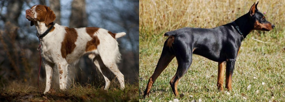German Pinscher vs Brittany - Breed Comparison