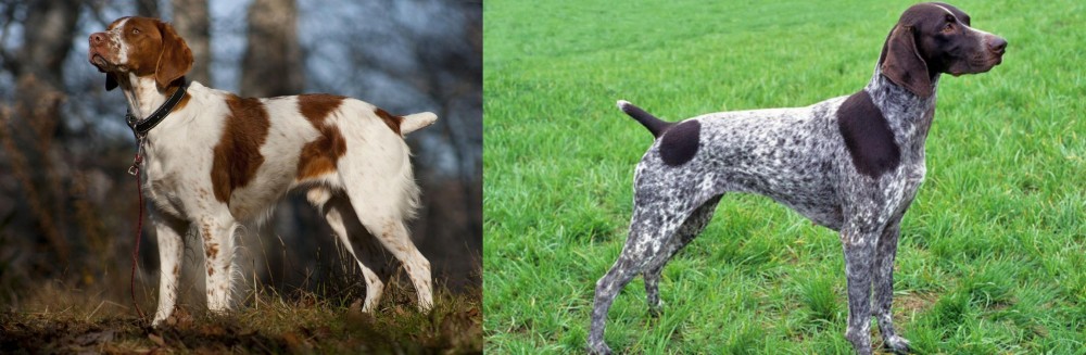 German Shorthaired Pointer vs Brittany - Breed Comparison
