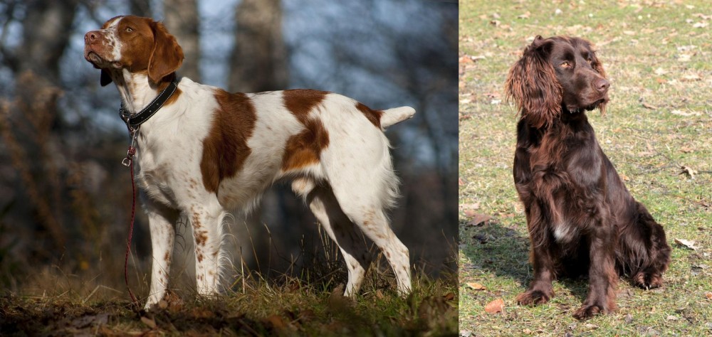 German Spaniel vs Brittany - Breed Comparison