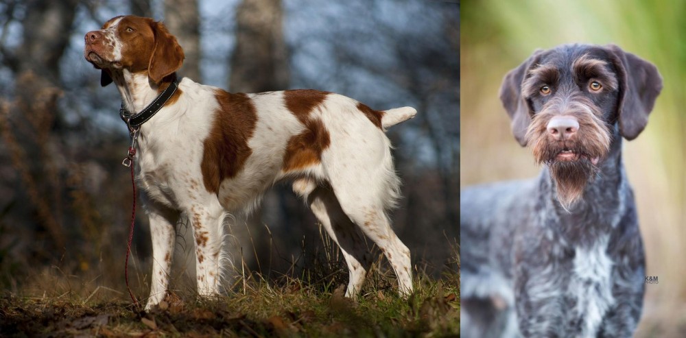 German Wirehaired Pointer vs Brittany - Breed Comparison