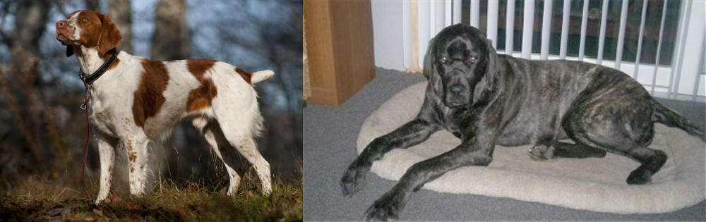 Giant Maso Mastiff vs Brittany - Breed Comparison