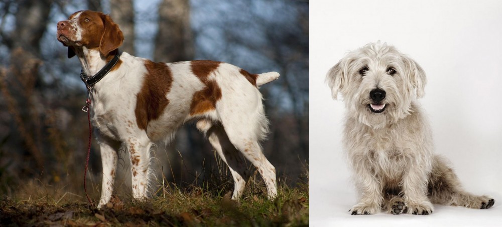 Glen of Imaal Terrier vs Brittany - Breed Comparison
