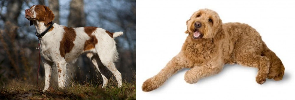 Golden Doodle vs Brittany - Breed Comparison