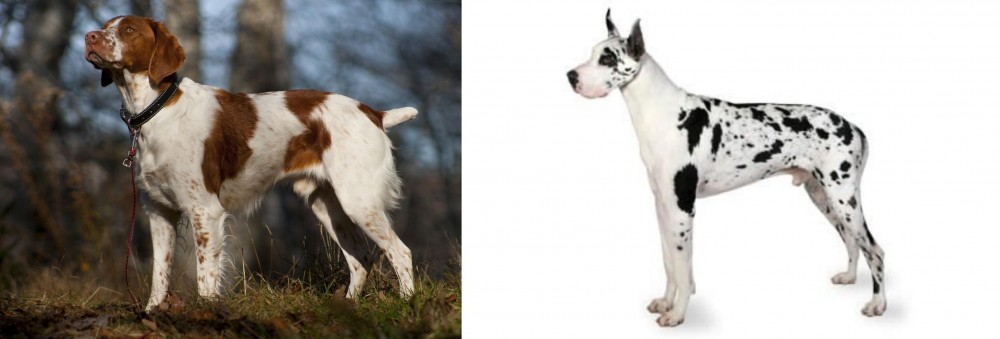 Great Dane vs Brittany - Breed Comparison