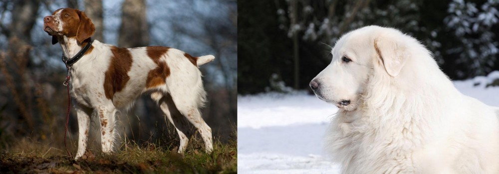 Great Pyrenees vs Brittany - Breed Comparison