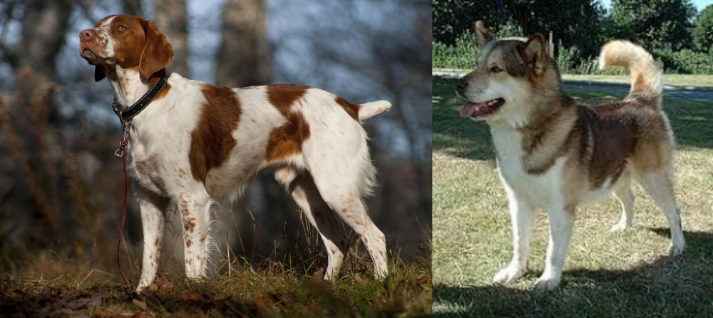 Greenland Dog vs Brittany - Breed Comparison