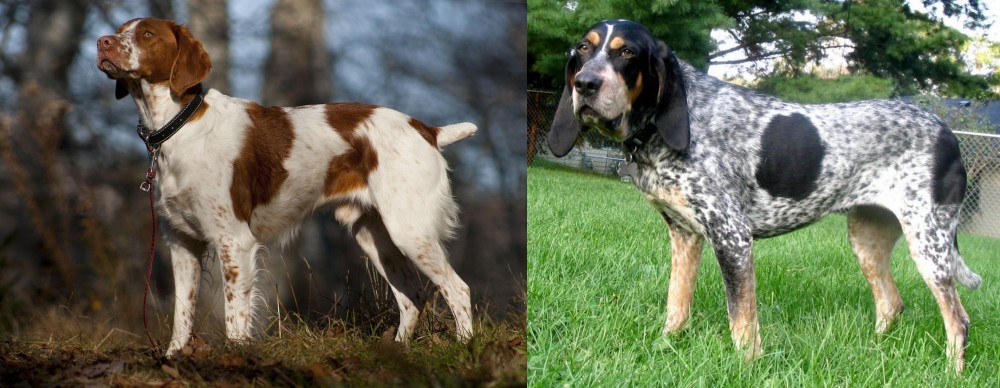 Griffon Bleu de Gascogne vs Brittany - Breed Comparison