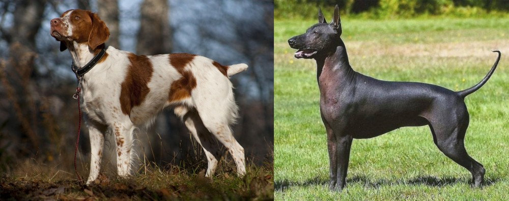 Hairless Khala vs Brittany - Breed Comparison