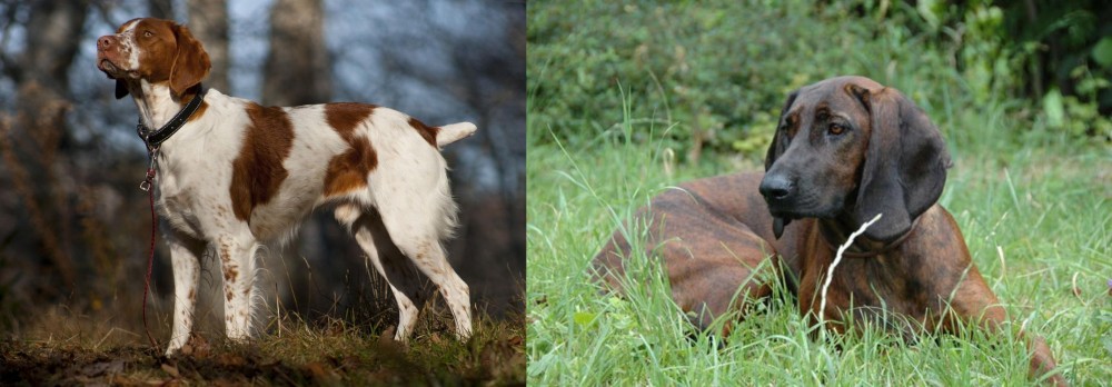Hanover Hound vs Brittany - Breed Comparison