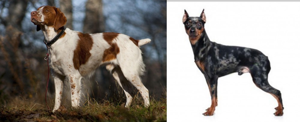 Harlequin Pinscher vs Brittany - Breed Comparison