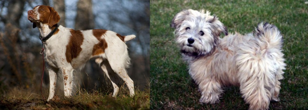 Havapoo vs Brittany - Breed Comparison