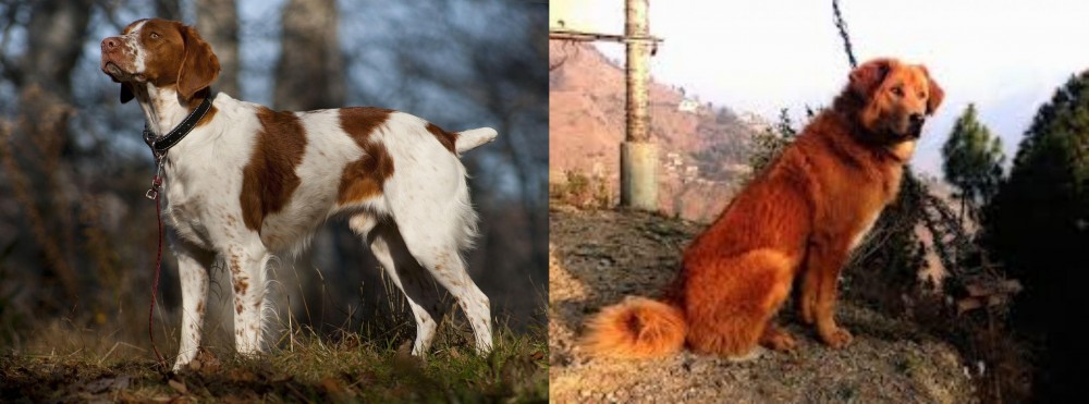 Himalayan Sheepdog vs Brittany - Breed Comparison