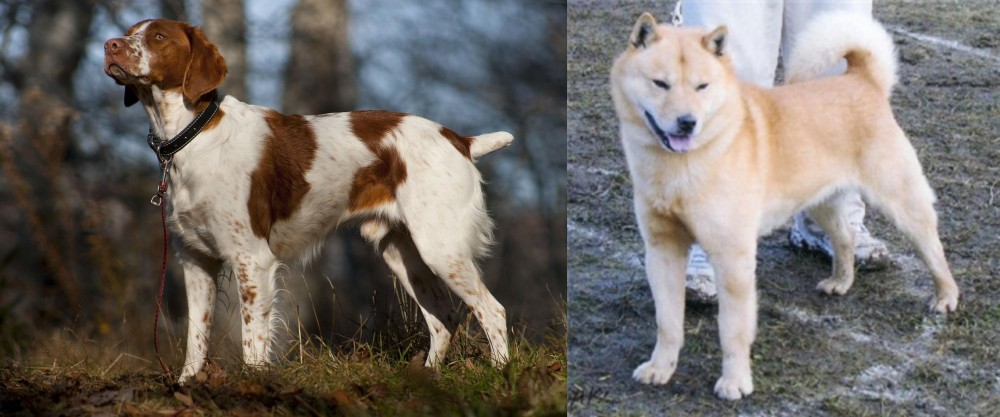 Hokkaido vs Brittany - Breed Comparison