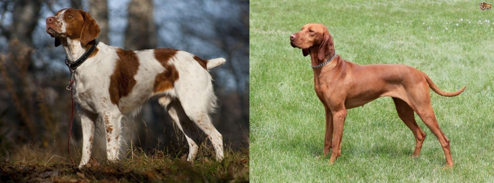 Hungarian Vizsla vs Brittany - Breed Comparison