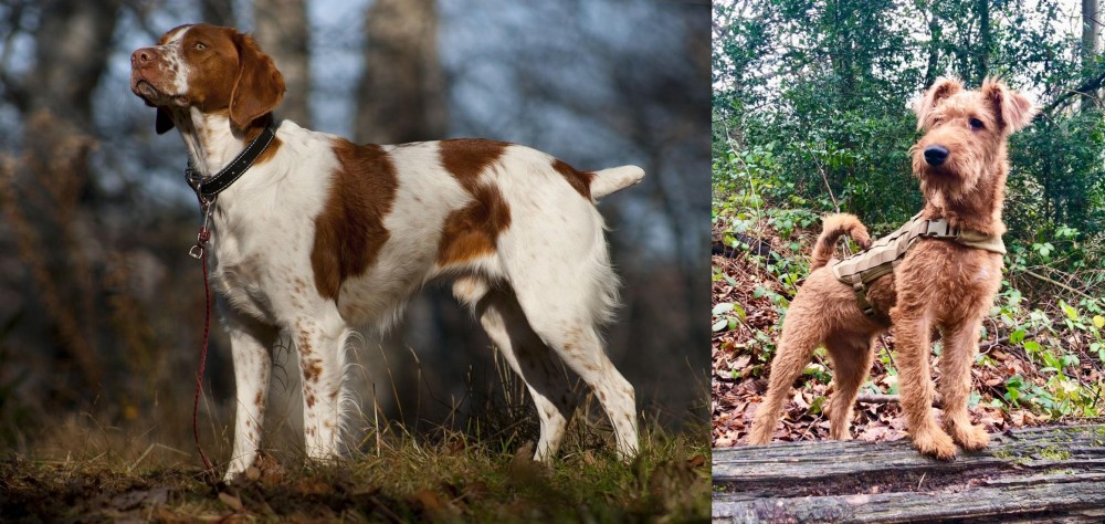 Irish Terrier vs Brittany - Breed Comparison