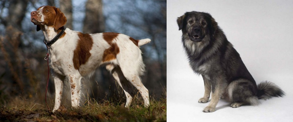 Istrian Sheepdog vs Brittany - Breed Comparison