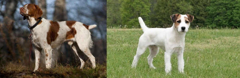 Jack Russell Terrier vs Brittany - Breed Comparison