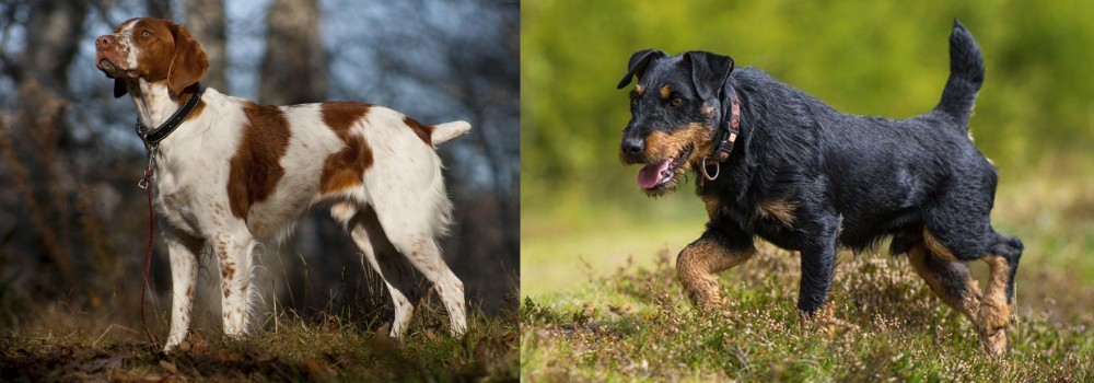 Jagdterrier vs Brittany - Breed Comparison