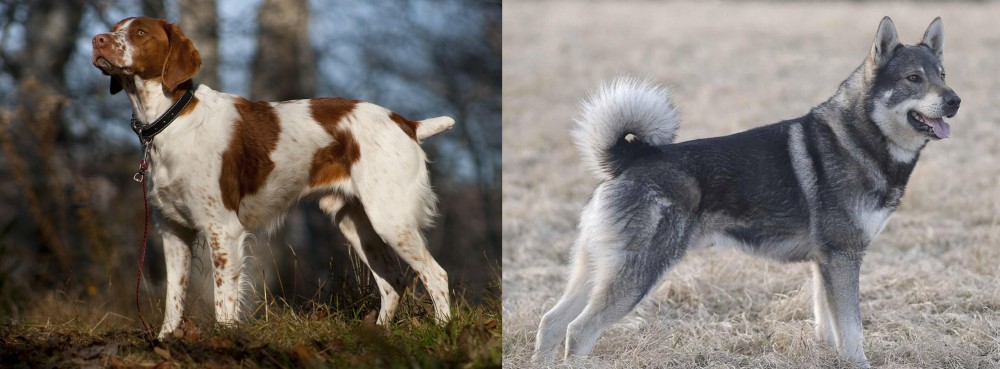 Jamthund vs Brittany - Breed Comparison