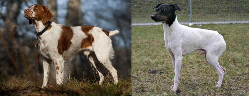 Japanese Terrier vs Brittany - Breed Comparison