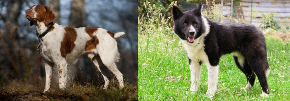 Karelian Bear Dog vs Brittany - Breed Comparison