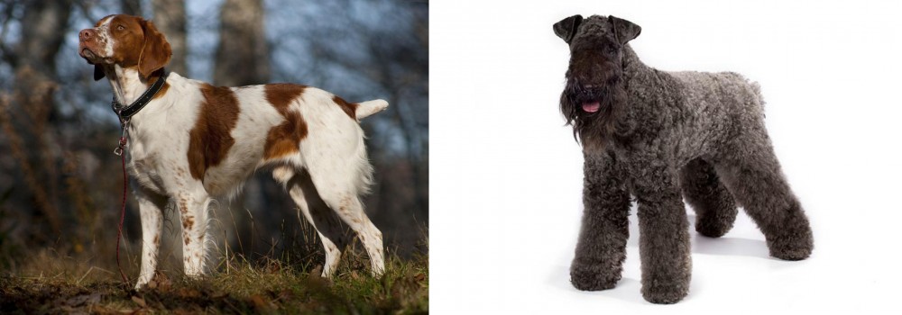 Kerry Blue Terrier vs Brittany - Breed Comparison