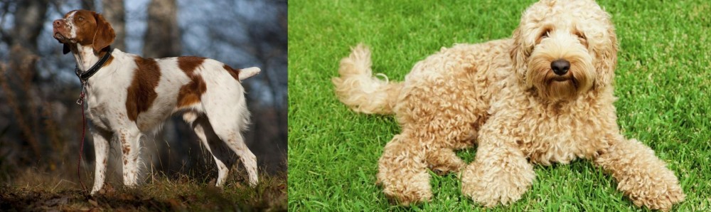 Labradoodle vs Brittany - Breed Comparison