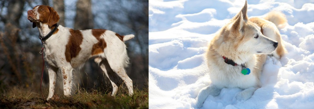 Labrador Husky vs Brittany - Breed Comparison