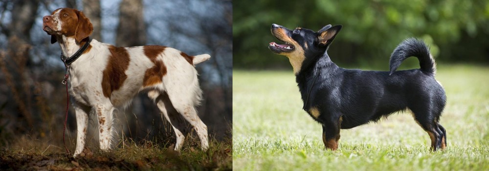 Lancashire Heeler vs Brittany - Breed Comparison