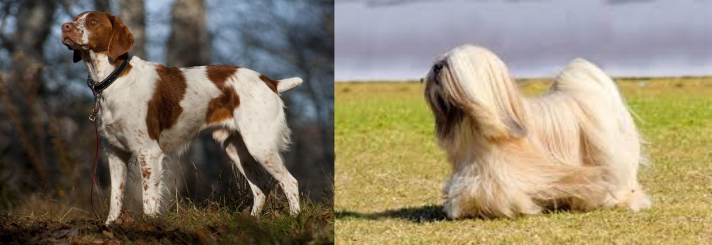 Lhasa Apso vs Brittany - Breed Comparison