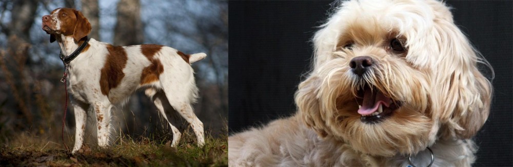 Lhasapoo vs Brittany - Breed Comparison