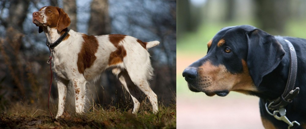 Lithuanian Hound vs Brittany - Breed Comparison