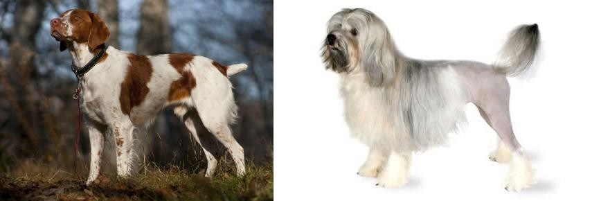 Lowchen vs Brittany - Breed Comparison