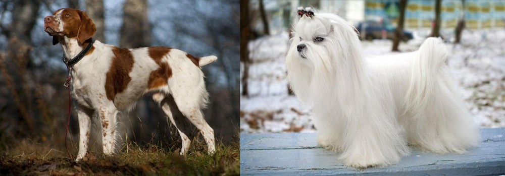 Maltese vs Brittany - Breed Comparison