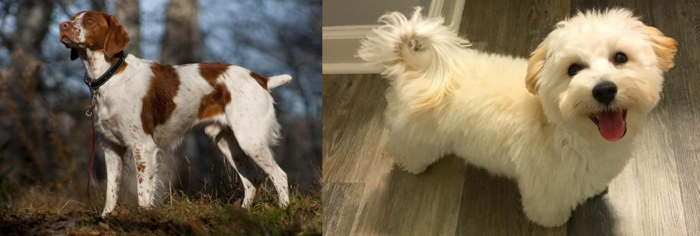 Maltipoo vs Brittany - Breed Comparison