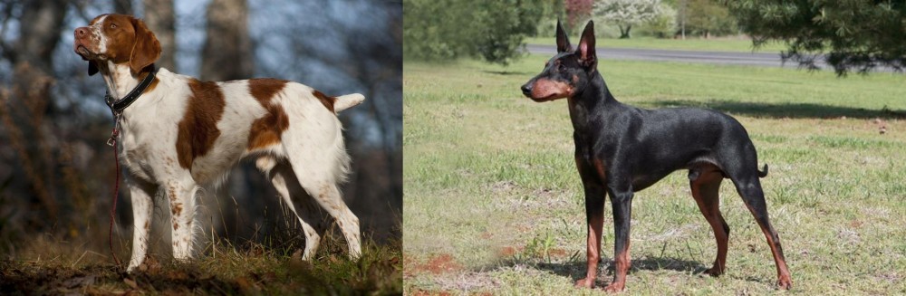 Manchester Terrier vs Brittany - Breed Comparison